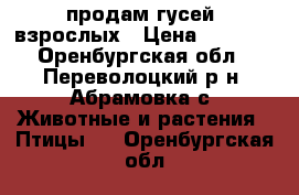 продам гусей  взрослых › Цена ­ 1 000 - Оренбургская обл., Переволоцкий р-н, Абрамовка с. Животные и растения » Птицы   . Оренбургская обл.